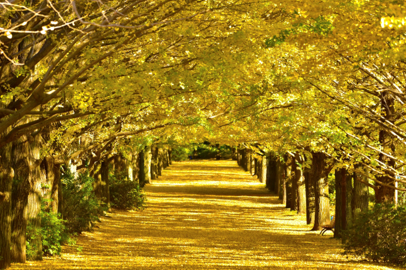 国営昭和記念公園 日本庭園ライトアップ